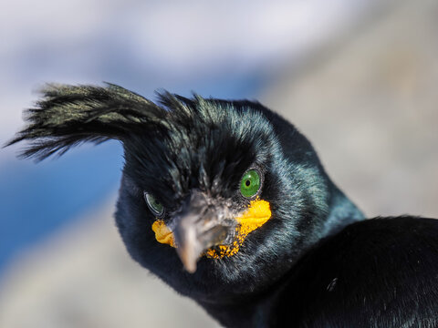 European shag (Gulosus aristotelis) portrait, copy space