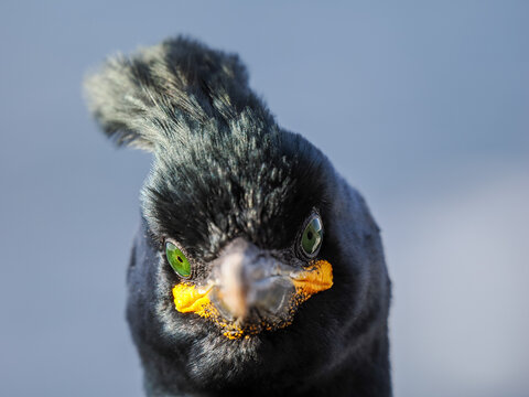 Extreme Close-up Portrait of a European Shag (Phalacrocorax aristotelis) with Emerald Eyes and Facial Crest, Taken on a Rocky Shore in Northern Europe