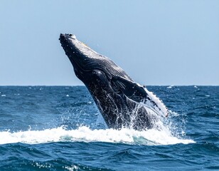 Fototapeta premium ・海から跳び上がるクジラ 自然の力強さを感じる瞬間 ・Whale Breaching Above the Ocean, Powerful Wildlife Moment