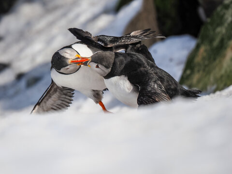 Two Atlantic Puffins (Fratercula arctica) interacting or fighting on a snow-covered cliff in spring, Hornoya
