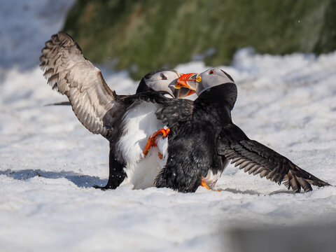 Two Atlantic Puffins (Fratercula arctica) fighting on snow, displaying aggressive territorial behavior, Norway