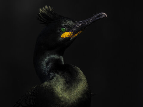 Fine art low-key portrait of a European Shag (Phalacrocorax aristotelis) with emerald eye and yellow beak on black background