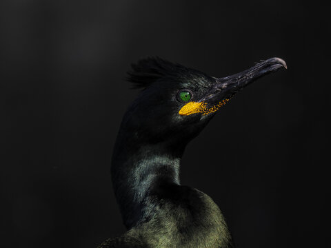 Fine art low-key portrait of a European Shag (Phalacrocorax aristotelis) with emerald eye and yellow beak on black background