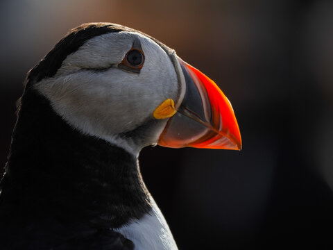 Close-up portrait of an Atlantic Puffin (Fratercula arctica) against a dark background in soft golden light.