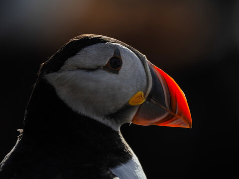 Atlantic Puffin (Fratercula arctica) portrait with dramatic lighting