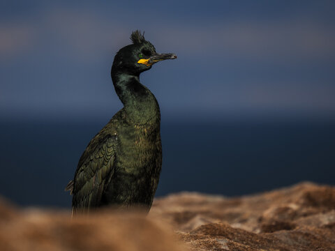 Majestic European Shag (Gulosus aristotelis) with distinctive crest perched on a coastal cliff edge at sunset, Farne Islands, UK