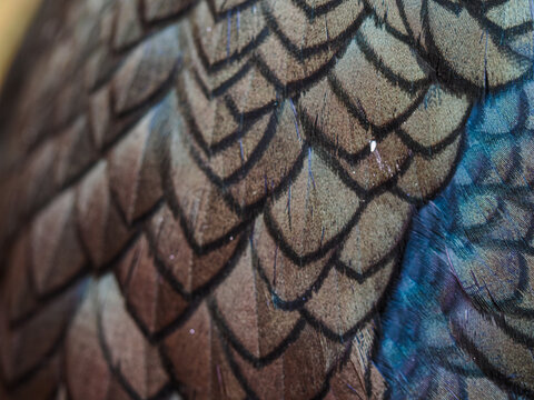 Shag bird feathers texture close up with iridescent blue sheen