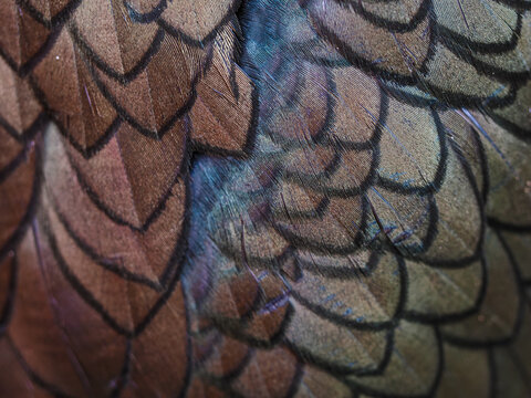 Shag bird feathers texture close up with iridescent blue sheen