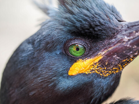 European shag bird profile on Hornoya island with copy space