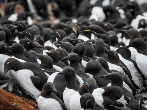 Massive breeding colony of Common Murres (Uria aalge) nesting on the rocky cliffs 