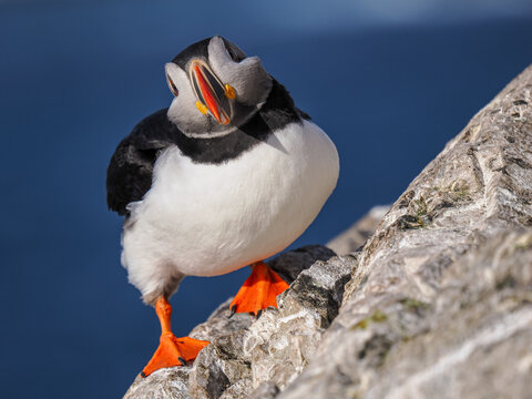 Atlantic Puffin (Fratercula arctica) standing on a rocky cliff edge with deep blue ocean background in Northern Norway.