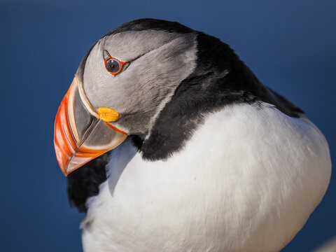 Extreme Macro Portrait of Atlantic Puffin (Fratercula arctica) Showing Detail of Eye and Feathers