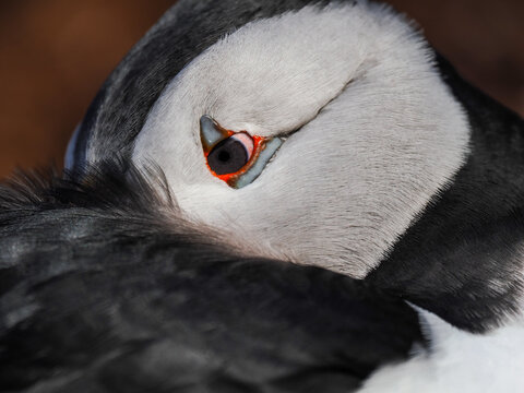 Extreme Macro Portrait of Atlantic Puffin (Fratercula arctica) Showing Detail of Eye and Feathers