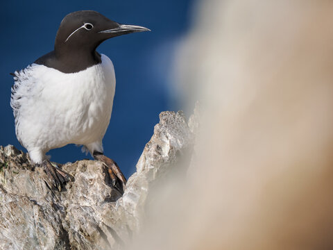 Common Guillemot (Uria aalge) Standing on Rock with copy space