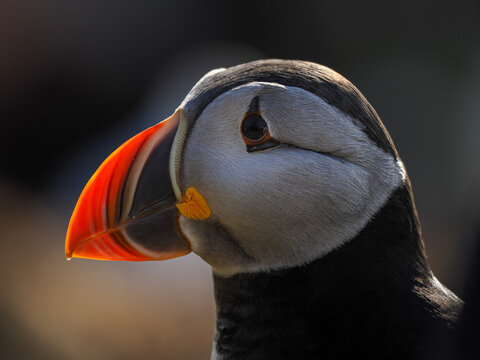 Noble profile of an Atlantic Puffin (Fratercula arctica) in soft natural light against a dark background