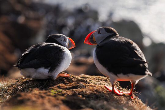 Two Atlantic Puffins (Fratercula arctica) sitting together on a grassy cliff at sunset in a nesting colony, Northern Norway.