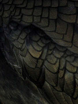 Extreme macro texture of iridescent dark green feathers of a European Shag (Gulosus aristotelis)