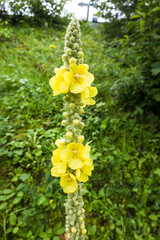 Gro&szlig;bl&uuml;tige K&ouml;nigskerze (Verbascum densiflorum)