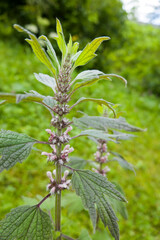 Echtes Herzgespann (Leonurus cardiaca)