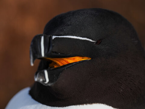 Close-up portrait of a Razorbill with open beak showing orange interior, Horn&oslash;ya, Norway