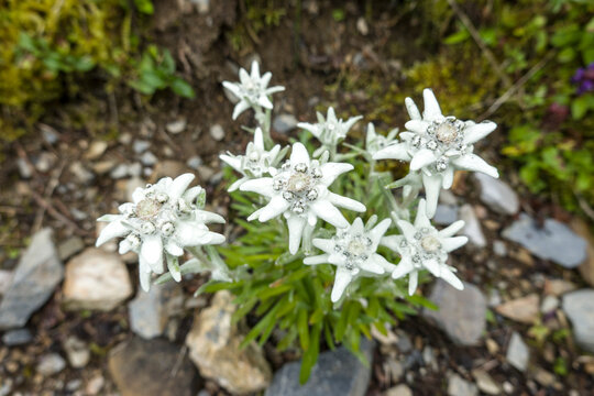 Alpen-Edelwei&szlig; (Leontopodium nivale subsp. alpinum)