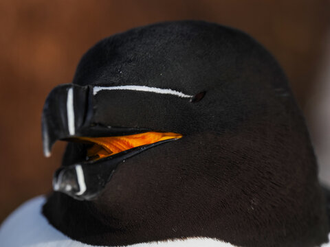 Extreme close-up of a Razorbill (Alca torda) showing the bright orange interior of its open beak
