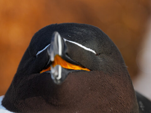Extreme close-up of a Razorbill (Alca torda) showing the bright orange interior of its open beak