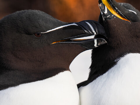 Extreme close-up of a Razorbill (Alca torda) showing the bright orange interior of its open beak