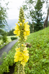 Gro&szlig;bl&uuml;tige K&ouml;nigskerze (Verbascum densiflorum)
