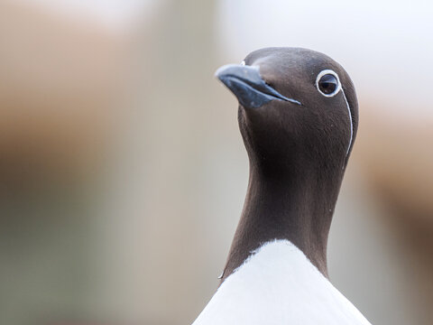 Funny close-up portrait of a Bridled Common Murre looking directly at camera with curiosity, Horn&oslash;ya, Norway