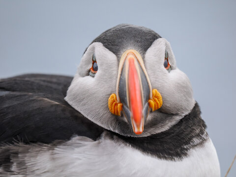 Close-up side profile of an Atlantic Puffin (Fratercula arctica) against a soft grey background