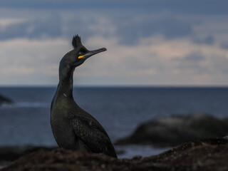 European Shags (Phalacrocorax aristotelis) with distinctive crests sitting on rocks by the sea