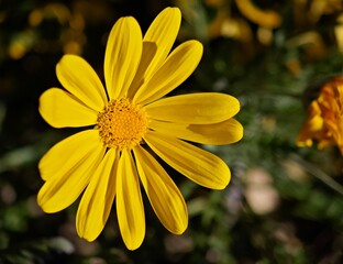 yellow daisy flower