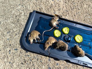 Rat caught in a glue trap