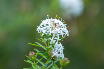 Pimelea Linifolia or Slender Rice Flower