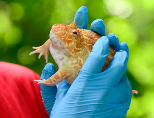 Human hands in medical gloves holding a large yellow toad