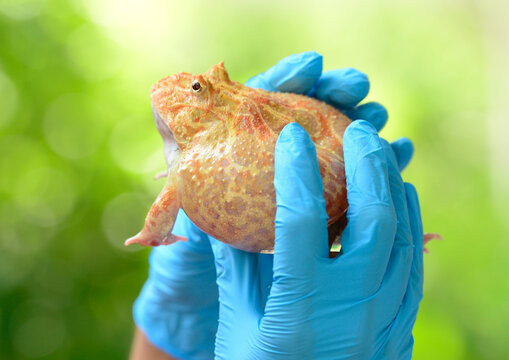 Human hands in medical gloves holding a large yellow toad