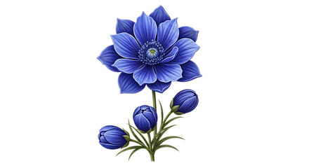 Vibrant Blue Anemone Flower with Buds on Black Background blue flower floral isolated on a transparent background