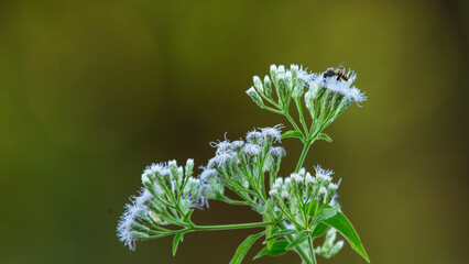 Close up of a bee pollinating a flower on a green background