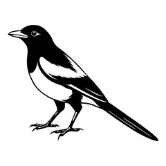Magpie Bird