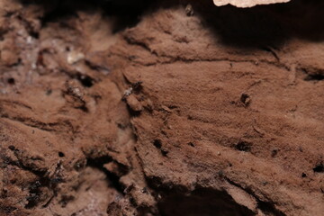 老成して暗褐色のスポンジ状態になったオニフスベ茸の子実体内部胞子塊接写（自然環境下マクロ写真）