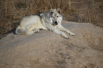Wolf resting on a rock 