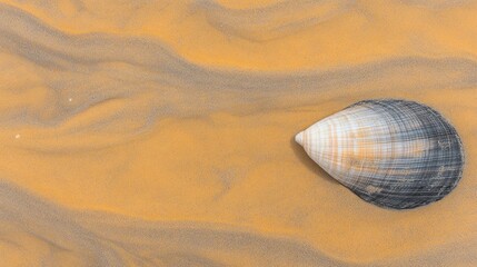 Seashell resting on sandy terrain.