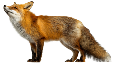 Alert red fox standing with head raised and looking upward, showcasing its detailed fur texture and expressive eyes, ideal for nature and wildlife themed projects.