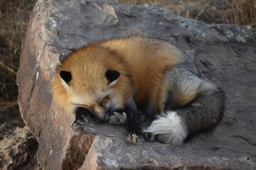 Sleeping fox on a rock 