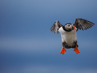 Atlantic Puffin (Fratercula arctica) in flight landing with open wings and orange feet on blue background