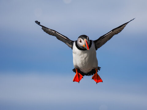 Atlantic Puffin (Fratercula arctica) in flight with wings spread and orange feet extended for landing against a clear blue sky
