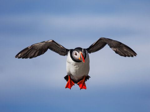 puffin, atlantic, fratercula, arctica, bird, wildlife, nature, flight, flying, wings, spread, orange, feet, beak, colorful, seabird, norway, scandinavia, northern, europe, runde, vesteralen, polar, ar