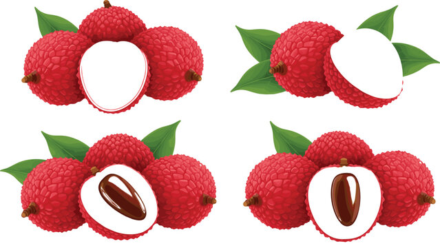 Collection of fresh lychee fruit vector illustrations featuring whole red textured fruits and peeled white halves with brown seeds and green leaves