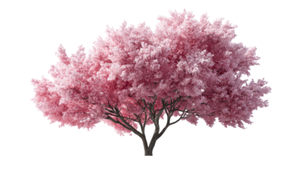 A magnificent cherry blossom tree in full vibrant pink bloom showcasing the beauty of spring, ideal for seasonal events, tranquil garden designs, and natural outdoor decor applications.